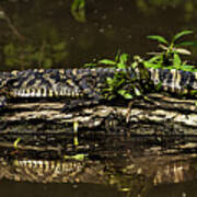 Sunning At Lake Martin Louisiana Art Print