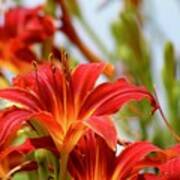 Sunning Red Day Lilies Art Print