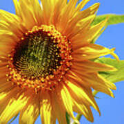 Sunny Sunflower Art Print