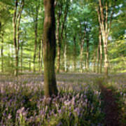 Sunrise In Norfolk Bluebell Forest With Little Path Art Print