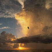 Sunrise Thunderstorm Bird Delray Beach Florida Art Print
