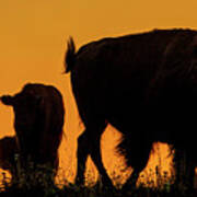 Sunset Bison 1 Art Print