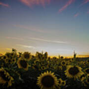 Sunset With Sunflowers At Andersen Farms Art Print