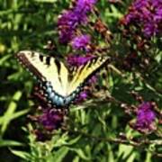 Swallowtail On Butterfly Weed Art Print