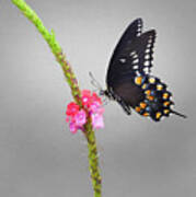 Swallowtail On Flower Art Print