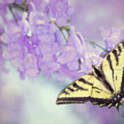 Swallowtail On Purple Flowers Art Print