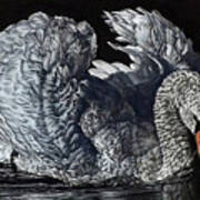 Swan #2 Art Print