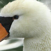 Swan Close-up Art Print