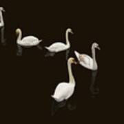 Swan Family On Black Art Print