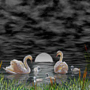 Swan Family Art Print