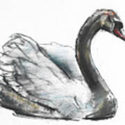 Swan Art Print