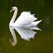 Swan Reflecting Art Print