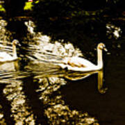 Swans On River Wey Art Print