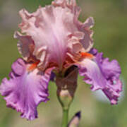 Sweet Musette. The Beauty Of Irises Art Print