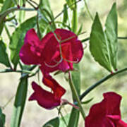 Sweet Peas In The Shade Art Print