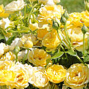Sweet Yellow Roses Art Print