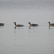 Swimming Geese Art Print