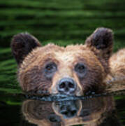 Swimming Grizzly Art Print