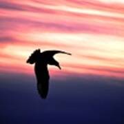 Swooping Bird At Sunset Art Print