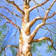 Sycamore Tree With A Memory Art Print