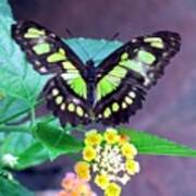 Tailed Jay Visits Lantana Art Print