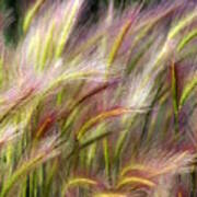 Tall Grass Art Print