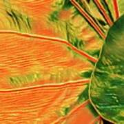 Taro Leaf In Orange - The Other Side Art Print
