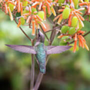 Tasty Treat For The Hummingbird Art Print