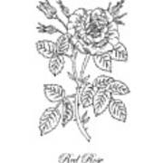 Tea Rose Botanical Drawing Black And White Art Print