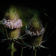 Teasels Art Print