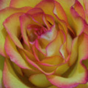 Technicolor Rose Art Print