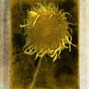 Teddy Bear Sunflower # 2 Art Print