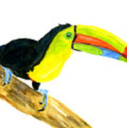 Terry Toucan Art Print