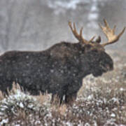 Teton Snowy Moose Art Print