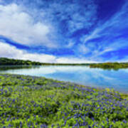 Texas Bluebonnets Art Print