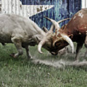 Texas Bull Fight Art Print