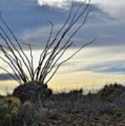 Texas High Desert Art Print