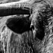 Texas Longhorn Bulls Eye Art Print