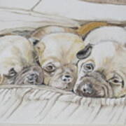 The 3 Puppies Art Print