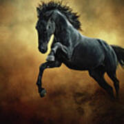 The Black Stallion In Dust Art Print