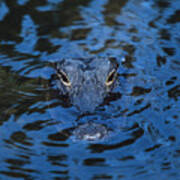 The Eyes Of A Florida Alligator Art Print