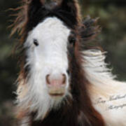 The Fuzziest Gypsy Foal Art Print