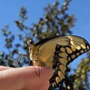 The Glorious Swallowtail Art Print