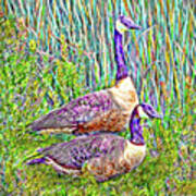The Goose And The Gander - Lakeside Scene In Boulder County Colorado Art Print