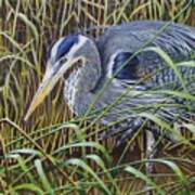 The Great Blue Heron Art Print