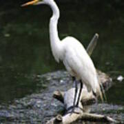 The Great Egret Hunts Art Print