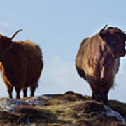 The Highland Cows Art Print
