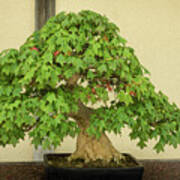 The Living Art Of Bonsai - An Old Maple Tree In Miniature Art Print