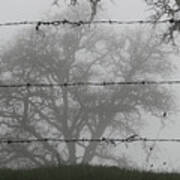 The Mist -- Oak Tree Behind Barbed Wire On Mt. Hamilton, California Art Print