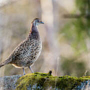 The Pheasant Hen Art Print